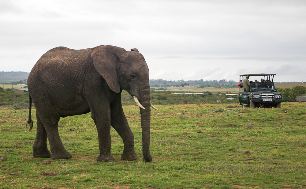 South Africa - safari with elephant