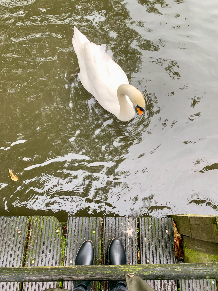 Belgium - swan in Minnewaterpark