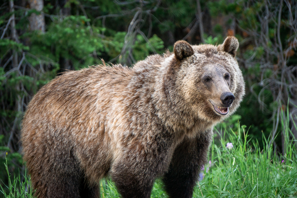 Bear on side of road near Yellowstone
