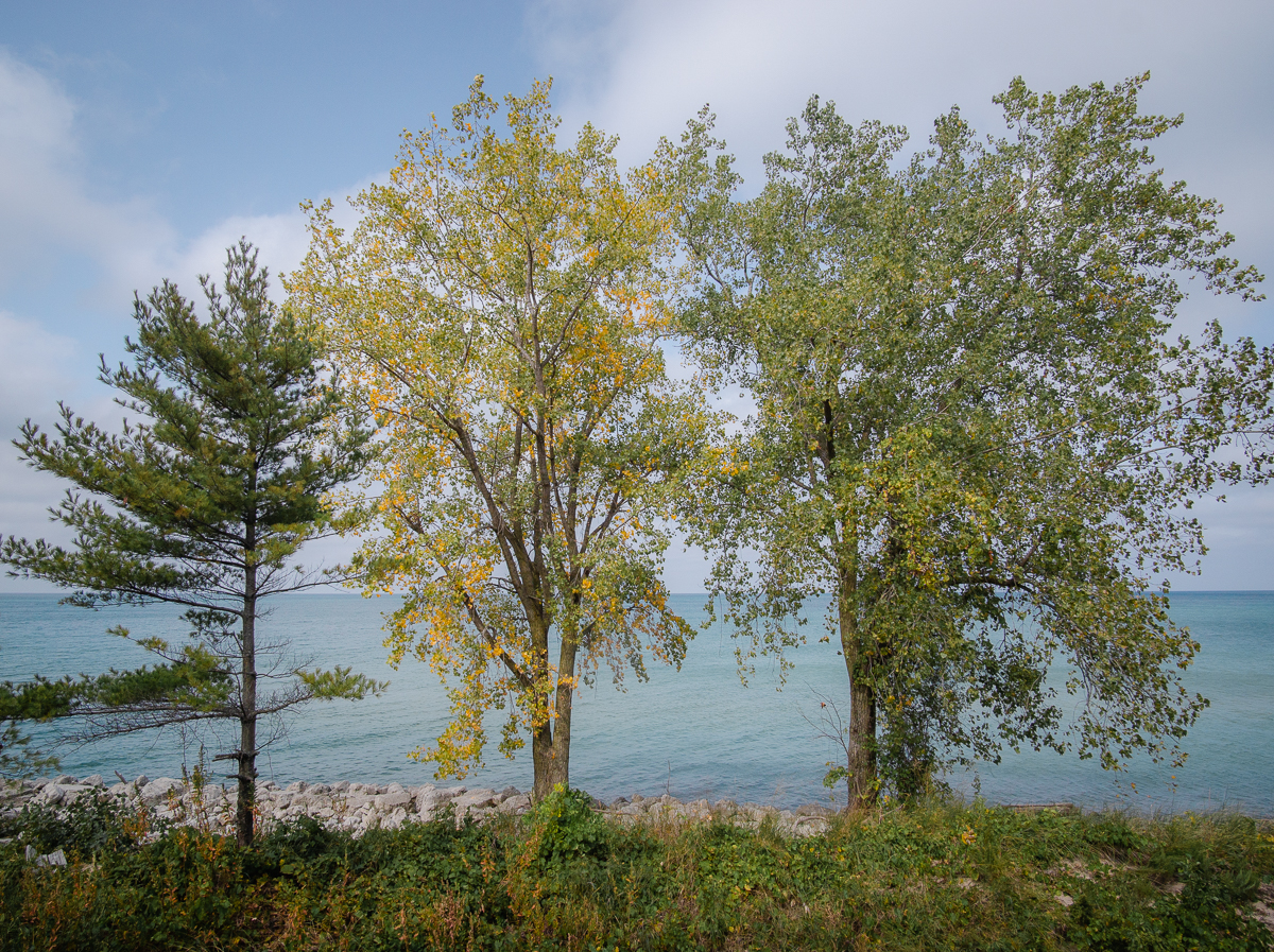 Trees lining Lake Michigan at Indiana Dunes