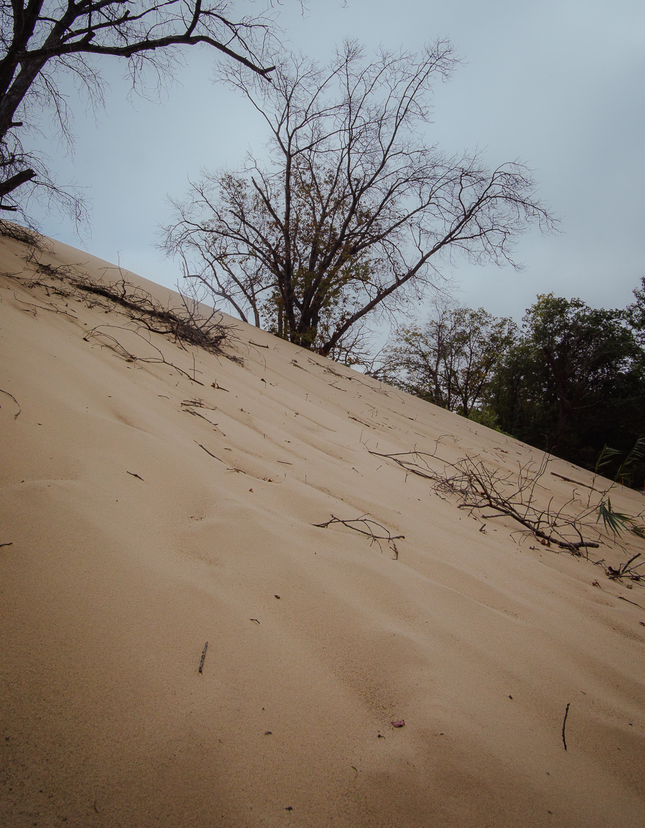 Dune overtaking trees at Mount Baldy