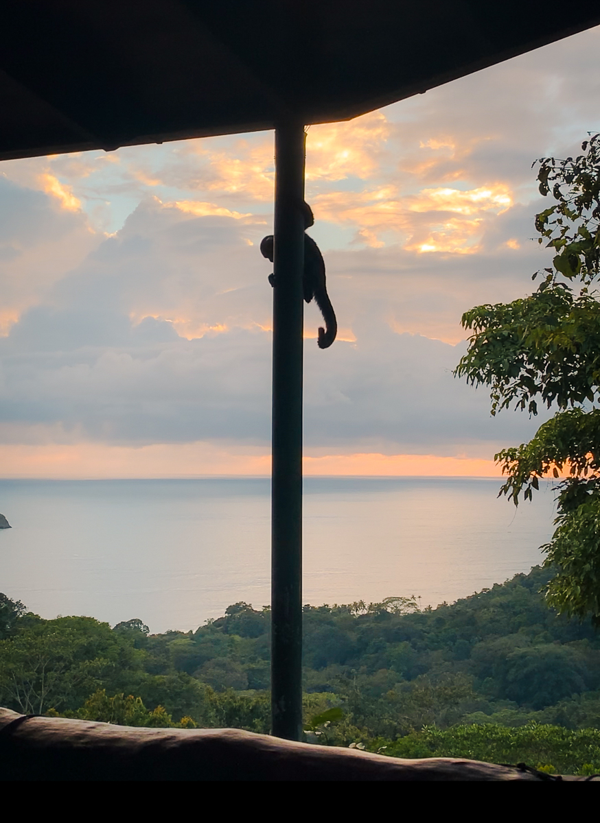 monkey sliding down pole in Costa Rica