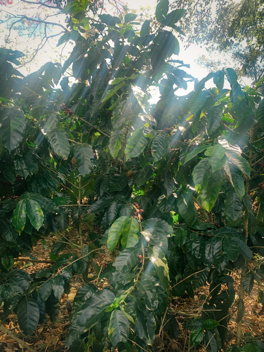 coffee beans at Espiritu Santa coffee farm