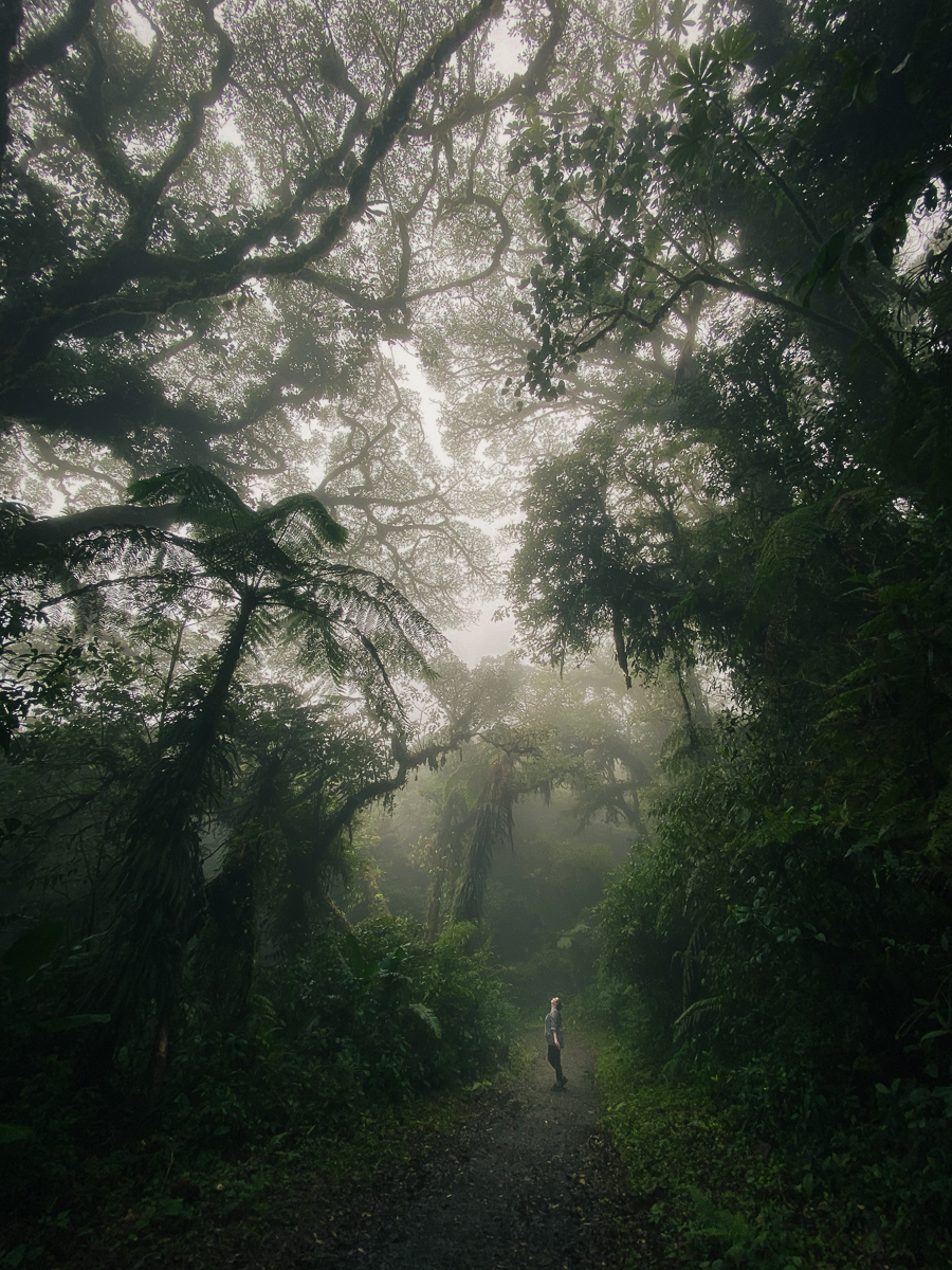 Monteverde elfin cloudforest