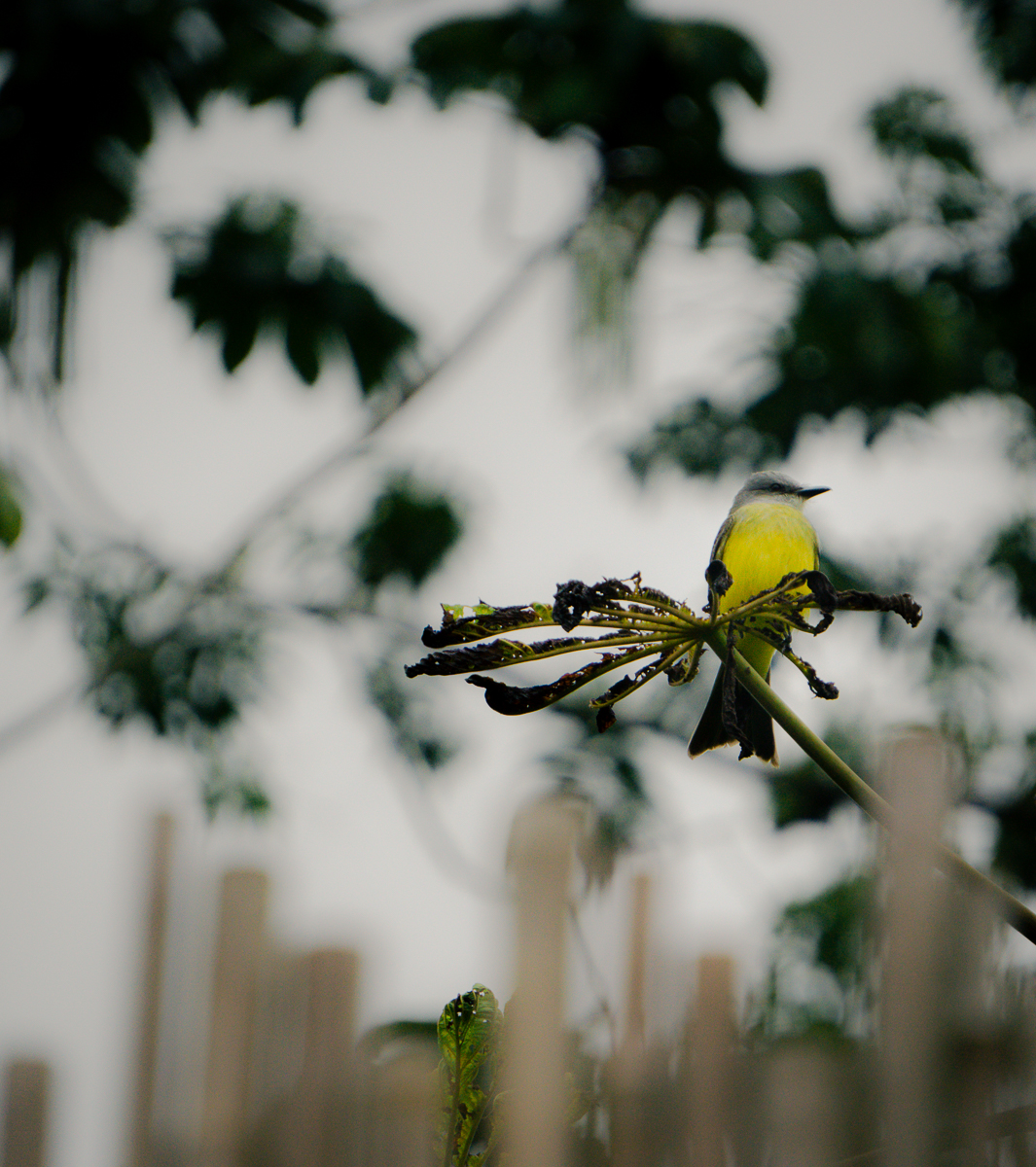 Yellow bird on fence