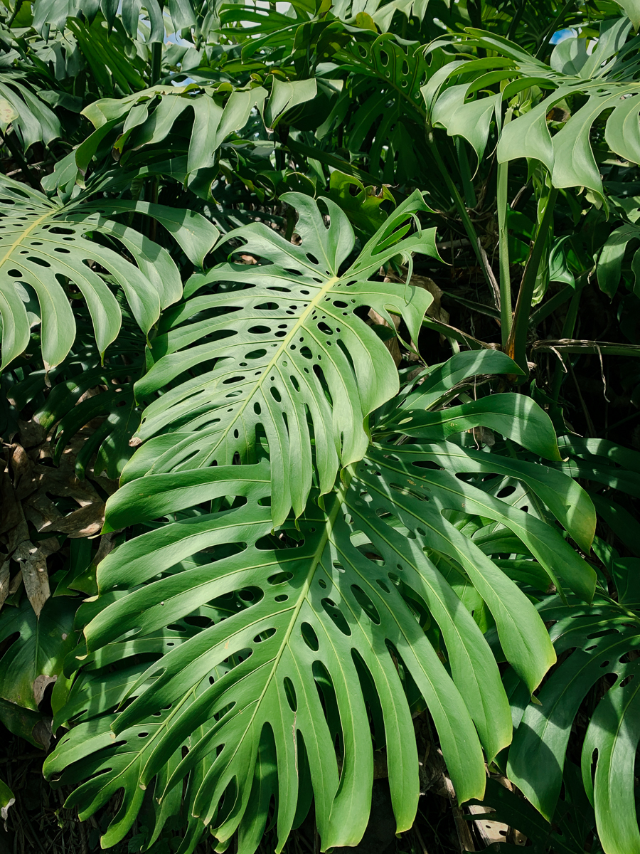 Giant monstera leaves